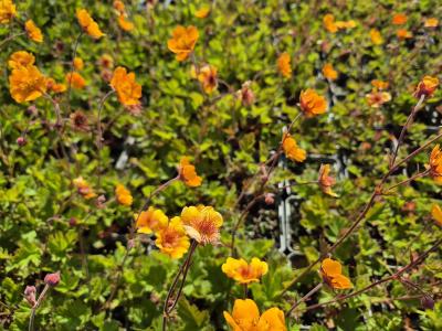 Bild von /bilder/bluehapp/thumb/geuhge_Geum_x_heldreichii___Georgenberg___P-3282510001_T-b_Y-26_K-19_14357.jpg