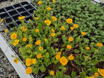 Bild von /bilder/bluehapp/thumb/geumdi_Geum_montanum___Diana___P-3283715001_T-b_Y-25_K-17_52750.jpg