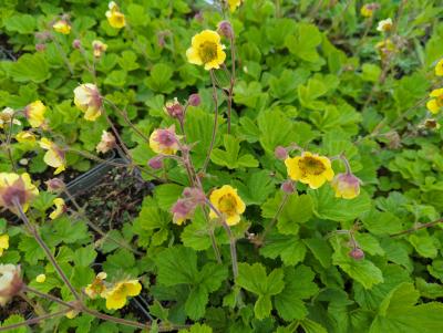 Bild von /bilder/bluehapp/thumb/geurld_Geum_rivale___Lemon_Drops___P-3284022001_T-b_Y-23_K-20_74115_aktiv_.jpg