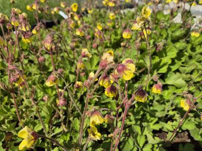 Bild von /bilder/bluehapp/thumb/geurld_Geum_rivale___Lemon_Drops___P-3284022001_T-b_Y-26_K-19_48438.jpg