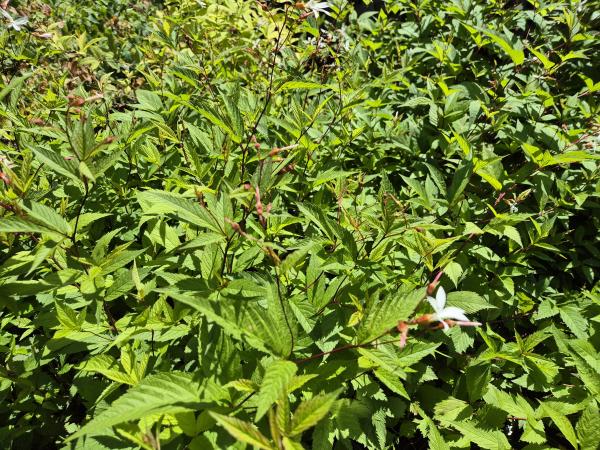 Bild von /bilder/bluehapp/thumb/gilt_Gillenia_trifoliata___P-3301000001_T-k_Y-26_K-23_19795.jpg