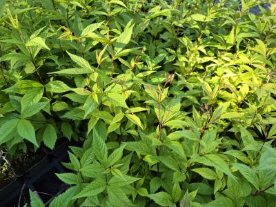 Bild von /bilder/bluehapp/thumb/gilt_Gillenia_trifoliata___P-3301000003_T-k_Y-25_K-22_44766.jpg