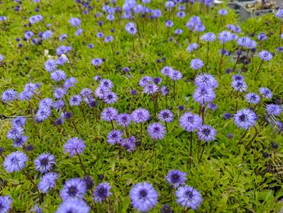 Bild von /bilder/bluehapp/thumb/gloc_Globularia_cordifolia_P-3381000001_T-b_Y-23_K-20_47961_aktiv_.jpg