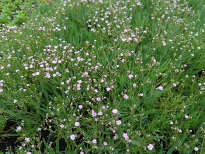 Bild von /bilder/bluehapp/thumb/gyprps_Gypsophila_repens___Pink_Star___P-3443510001_T-b_Y-23_K-30_96328_aktiv_.jpg