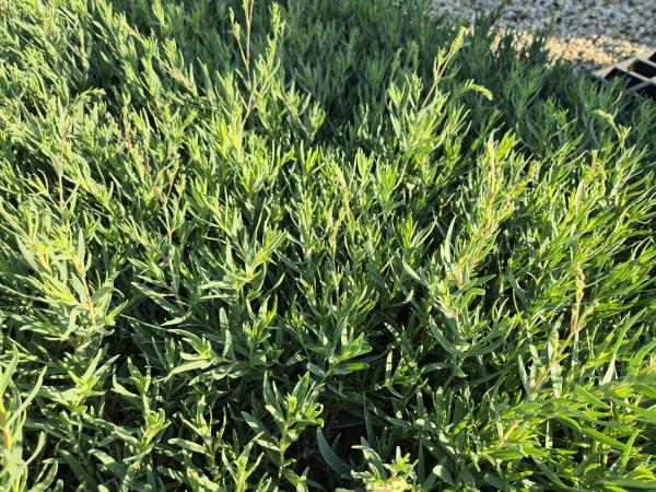 Bild von /bilder/bluehapp/thumb/gyprros_Gypsophila_repens___Rosenschleier___P-3443515001_T-k_Y-26_K-26_22899.jpg