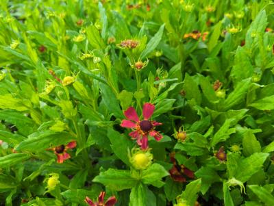 Bild von /bilder/bluehapp/thumb/helhda_Helenium_x_cult____Dauerbrenner_____P-3482516001_T-k_Y-22_K-36_13961_aktiv_.jpg