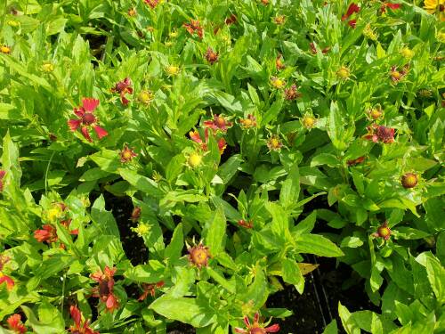 Bild von /bilder/bluehapp/thumb/helhdp_Helenium_x_cult____Dunkle_Pracht_____P-3482517001_T-b_Y-21_K-37_64726_aktiv_.jpg