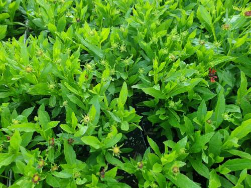 Bild von /bilder/bluehapp/thumb/helhdp_Helenium_x_cult____Dunkle_Pracht_____P-3482517001_T-k_Y-21_K-36_58929_aktiv_.jpg