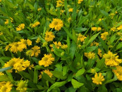 Bild von /bilder/bluehapp/thumb/helhdt_Helenium_x_cult____Double_Trouble___P-3482516501_T-b_Y-22_K-36_47501_aktiv_.jpg