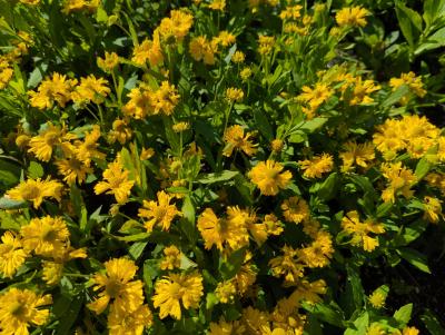 Bild von /bilder/bluehapp/thumb/helhdt_Helenium_x_cult____Double_Trouble___P-3482516501_T-b_Y-22_K-38_85490_aktiv_.jpg