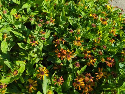 Bild von /bilder/bluehapp/thumb/helhluk_Helenium_x_cult____Kukas______P-3482581001_T-b_Y-22_K-38_14388_aktiv_.jpg