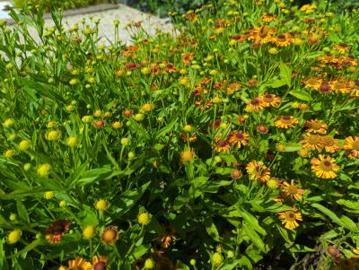 Bild von /bilder/bluehapp/thumb/helhluk_Helenium_x_cult____Kukas______P-3482581001_T-b_Y-23_K-31_84874_aktiv_.jpg