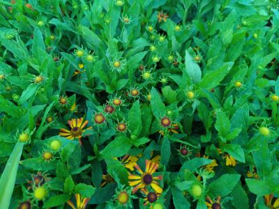 Bild von /bilder/bluehapp/thumb/helhluk_Helenium_x_cult____Kukas______P-3482581001_T-k_Y-22_K-36_31212_aktiv_.jpg