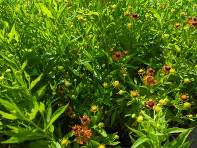 Bild von /bilder/bluehapp/thumb/helhluk_Helenium_x_cult____Kukas______P-3482581001_T-k_Y-23_K-29_98985_aktiv_.jpg