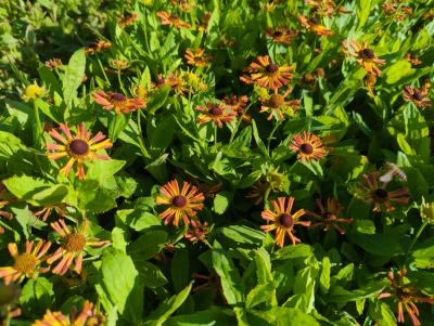 Bild von /bilder/bluehapp/thumb/helhlw_Helenium_x_cult____Loysder_Wieck______P-3482575001_T-b_Y-22_K-38_66367_aktiv_.jpg