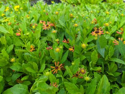 Bild von /bilder/bluehapp/thumb/helhlw_Helenium_x_cult____Loysder_Wieck______P-3482575001_T-k_Y-22_K-36_50266_aktiv_.jpg