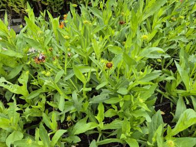 Bild von /bilder/bluehapp/thumb/helhmb_Helenium_x_cult____Moerheim_Beauty_____P-3482550001_T-k_Y-25_K-30_33679.jpg