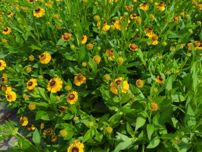Bild von /bilder/bluehapp/thumb/helhsef_Helenium_x_cult____Sahin__s_Early_Flo_P-3482554201_T-b_Y-24_K-32_35722_aktiv_.jpg