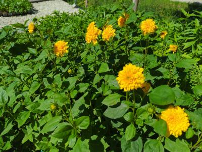 Bild von /bilder/bluehapp/thumb/heliadso_Helianthus_dec____Soleil_d__Or_____P-3521520001_T-k_Y-23_K-32_14794_aktiv_.jpg