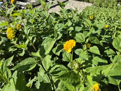 Bild von /bilder/bluehapp/thumb/heliadso_Helianthus_dec____Soleil_d__Or_____P-3521520001_T-k_Y-25_K-38_28207.jpg