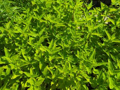 Bild von /bilder/bluehapp/thumb/heliadtg_Helianthus_dec____Triomphe_de_Gand___P-3521525001_T-k_Y-22_K-28_87657_aktiv_.jpg