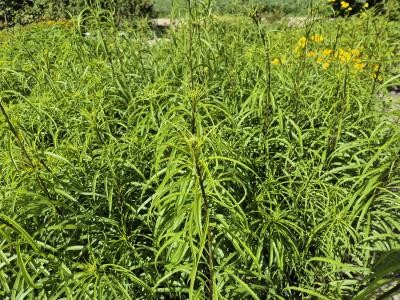 Bild von /bilder/bluehapp/thumb/heliao_Helianthus_orgyalis_P-3522200001_T-k_Y-25_K-36_46961.jpg