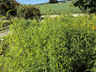 Bild von /bilder/bluehapp/thumb/heliao_Helianthus_orgyalis_P-3522200001_T-k_Y-25_K-38_50266.jpg