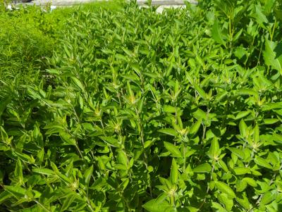 Bild von /bilder/bluehapp/thumb/heliasa_Helianthus_salicifolius_P-3523000001_T-k_Y-22_K-28_27864_aktiv_.jpg