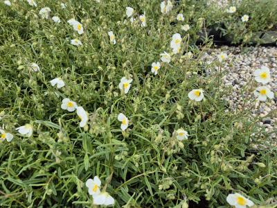 Bild von /bilder/bluehapp/thumb/helihei_Helianthemum_x_cult____Eisbär___P-3501550001_T-b_Y-25_K-20_31084.jpg