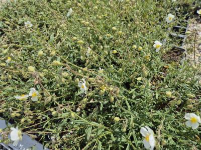 Bild von /bilder/bluehapp/thumb/helihei_Helianthemum_x_cult____Eisbär___P-3501550001_T-b_Y-25_K-21_14237.jpg