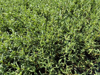 Bild von /bilder/bluehapp/thumb/helihei_Helianthemum_x_cult____Eisbär___P-3501550001_T-k_Y-25_K-18_65590.jpg