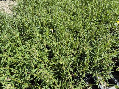Bild von /bilder/bluehapp/thumb/helihei_Helianthemum_x_cult____Eisbär___P-3501550001_T-k_Y-25_K-19_71239.jpg