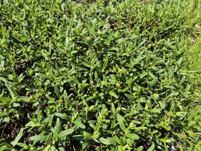 Bild von /bilder/bluehapp/thumb/helihgp_Helianthemum_x_cult____Gelbe_Perle___P-3501558001_T-k_Y-25_K-19_92365.jpg