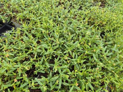 Bild von /bilder/bluehapp/thumb/helihgp_Helianthemum_x_cult____Gelbe_Perle___P-3501558001_T-k_Y-25_K-20_35088.jpg