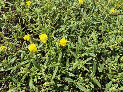 Bild von /bilder/bluehapp/thumb/helihgp_Helianthemum_x_cult____Gelbe_Perle___P-3501558001_T-k_Y-25_K-21_24928.jpg