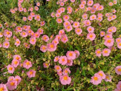 Bild von /bilder/bluehapp/thumb/helihlp_Helianthemum_x_cult____Lawresons_Pink_P-3501569001_T-b_Y-22_K-21_53410_aktiv_.jpg