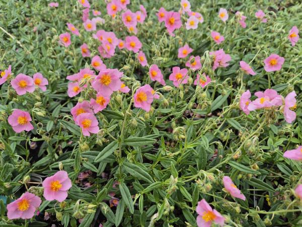 Bild von /bilder/bluehapp/thumb/helihlp_Helianthemum_x_cult____Lawresons_Pink_P-3501569001_T-b_Y-26_K-23_21076.jpg