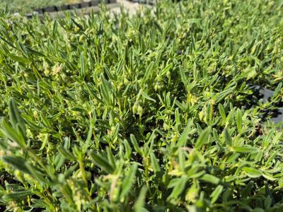 Bild von /bilder/bluehapp/thumb/helihlp_Helianthemum_x_cult____Lawresons_Pink_P-3501569001_T-k_Y-26_K-19_44421.jpg