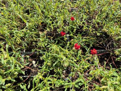 Bild von /bilder/bluehapp/thumb/helihru_Helianthemum_x_cult____Rubin___P-3501584001_T-k_Y-25_K-21_93865.jpg