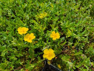 Bild von /bilder/bluehapp/thumb/helihst_Helianthemum_x_cult____Sterntaler___P-3501587001_T-k_Y-24_K-19_36089_aktiv_.jpg