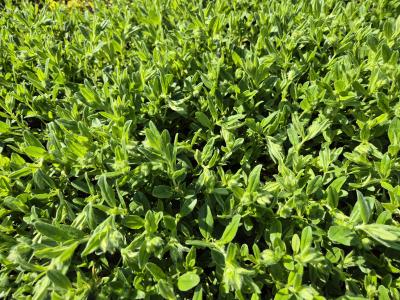 Bild von /bilder/bluehapp/thumb/helihst_Helianthemum_x_cult____Sterntaler___P-3501587001_T-k_Y-25_K-18_23047.jpg