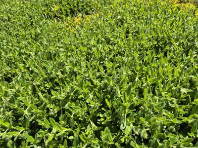 Bild von /bilder/bluehapp/thumb/helihst_Helianthemum_x_cult____Sterntaler___P-3501587001_T-k_Y-25_K-19_30769.jpg