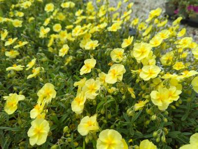 Bild von /bilder/bluehapp/thumb/helihwp_Helianthemum_x_cult____Wisley_Primose_P-3501593001_T-b_Y-22_K-21_18219_aktiv_.jpg