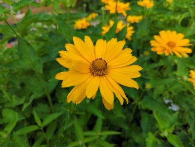 Bild von /bilder/bluehapp/thumb/heliosho_Heliopsis_scabra___Hohlspiegel___P-3561027001_T-b_Y-22_K-26_91175_aktiv_.jpg