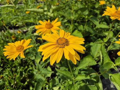 Bild von /bilder/bluehapp/thumb/heliosho_Heliopsis_scabra___Hohlspiegel___P-3561027001_T-b_Y-25_K-36_74255.jpg