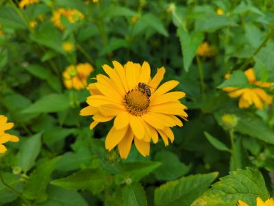 Bild von /bilder/bluehapp/thumb/helioska_Heliopsis_scabra___Karat___P-3561035001_T-b_Y-22_K-26_95863_aktiv_.jpg