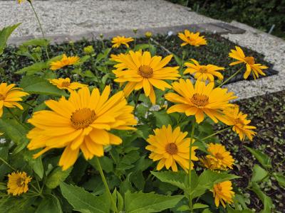 Bild von /bilder/bluehapp/thumb/heliosma_Heliopsis_scabra___Mars___P-3561040001_T-b_Y-25_K-30_15439.jpg