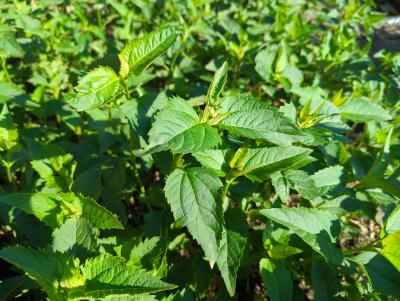 Bild von heliosma_Heliopsis_scabra___Mars___P-3561040001_T-k_Y-22_K-22_18993_aktiv_.jpg