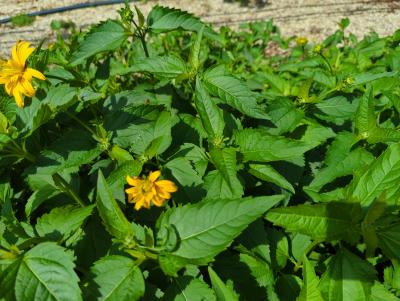 Bild von /bilder/bluehapp/thumb/heliosma_Heliopsis_scabra___Mars___P-3561040001_T-k_Y-22_K-24_84519_aktiv_.jpg