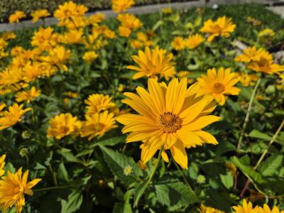 Bild von /bilder/bluehapp/thumb/heliossp_Heliopsis_scabra___Spitzentänzerin___P-3561055001_T-b_Y-25_K-36_74156.jpg